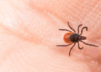 Yazın yükselen kene riskinden korunma yolları